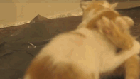 【室外猫咪】小奶猫之打架,吵凶哦!!!